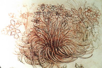 Flowers by Leonardo da Vinci